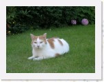 Tommy en Tymo 274 * 2048 x 1536 * (950KB)